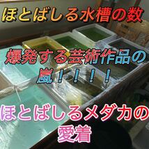 【大の丸メダカ】おもしろミックス めだか いろいろな有精卵50個高級ミックスランダム ラメメダカ 卵　お楽しみ　死着保証有り_画像8