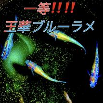 【大の丸メダカ】おもしろミックス めだか いろいろな有精卵60個高級ミックスランダム ラメメダカ 卵　お楽しみ　死着保証有り_画像3