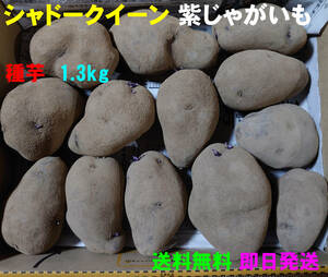 【送料無料】シャドークイーン 種芋 約1.3kg　紫じゃがいも　ジャガイモ　馬鈴薯　①
