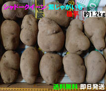 【送料無料】シャドークイーン 種芋 約1.2kg　紫じゃがいも　ジャガイモ　馬鈴薯_画像1