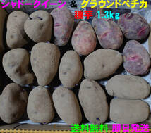 【送料無料】シャドークイーン＆グラウンドペチカ　種芋　約1.3kg_画像1