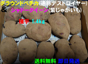 【送料無料】グラウンドペチカ(デストロイヤー)＆シャドウクイーン(紫じゃがいも)　種芋　約1.4kg