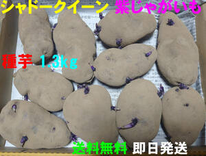 【送料無料】シャドークイーン 種芋 約1.3kg　紫じゃがいも　ジャガイモ　馬鈴薯　6