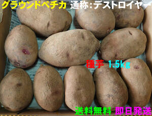 【送料無料】デストロイヤー(グラウンドペチカ)種芋　約1.5kg　じゃがいも　馬鈴薯　57
