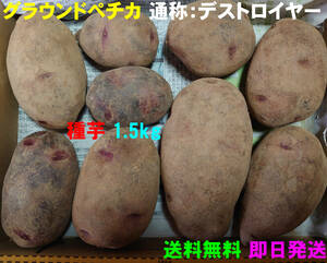 【送料無料】デストロイヤー(グラウンドペチカ)種芋　約1.5kg　じゃがいも　馬鈴薯　54