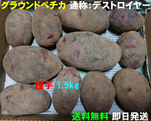 【送料無料】デストロイヤー(グラウンドペチカ)種芋　約1.5kg　じゃがいも　馬鈴薯　55