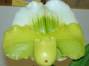 ☆洋蘭☆ Paph.Tommie Hanes 'Althea' FCC/AOS ①