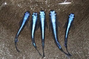 【八代海洋】濃藍（極上カブキブルー） 雄２尾、雌３尾 《現物画像！》Ｂ