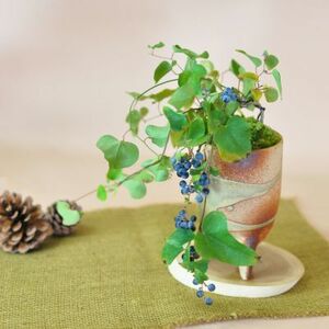  bonsai . blue tsuzu rough ji.. plant real decorative plant Mini 