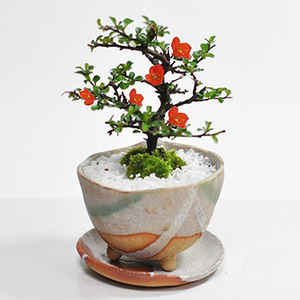  Mother's Day flower bonsai bonsai Chojubai bonsai tree Shigaraki . white . saucer attaching handmade pot .. person booklet fertilizer attaching potted plant present gift present 