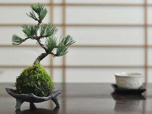 五葉松の苔玉 盆栽 ミニ盆栽 bonsai ボンサイ ぼんさい 小品 誕生日 引越し祝昇進退職贈り物プレゼント