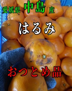 送料込！！愛媛県中島産はるみおつとめ品箱込17㎏(14㎏+保証量1.5㎏)はるみ産地直送①