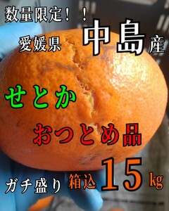 限定数量！！送料込！！超特価！！愛媛県中島産せとかおつとめ品箱込15㎏(賞味12㌔+箱1.2㌔+保証量1.8㌔)産地直送③