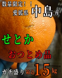 限定！！送料込！！超特価！！愛媛県中島産せとかおつとめ品箱込15㎏(賞味12㌔+箱1.2㌔+保証量1.8㌔)産地直送②