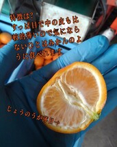 中島郵便局より発送！！愛媛県中島産いよかん家庭用極小2S箱込15㎏伊予柑産地直送④_画像2