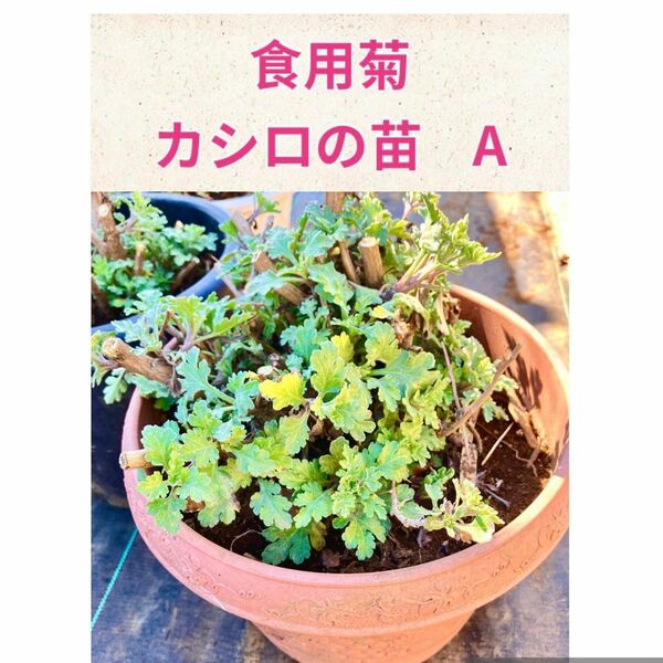 食用菊　延命楽　カシロの苗　大株A