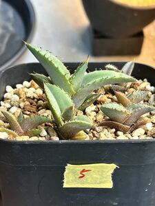 【Beee-plants】育成株⑤アガベチタノタブルー実生6株セット選抜Agave titanota シーザーハデスSAD姫厳竜白鯨赤猫魔丸ホリダ