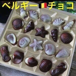 【送料無料】 ベルギー産 シーシェル チョコレート ベルギーチョコ ヘーゼルナッツ お菓子 チョコ詰め合わせ バレンタインチョコレート