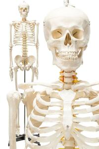 中古1743等身大 人体模型 170cm 神経根有り 全身骨格模型 骨格標本