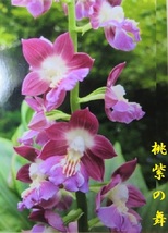 100えびね蘭　１　桃紫ノ舞　花見込み　デカ芽　山野草エビネラン_画像1