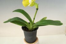 洋蘭　パフィオ TA10809 TB17-38 Paph. Sunset Star (Pacific Sunset 'Moreton Bay' x Amarillo Star 'Star Chamber')_画像6