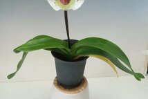 洋蘭　パフィオ TA10825 TB16-198 Paph. (Perfect World 'Flatter' x Thunder World 'Nissho' GM/JOGA)_画像6