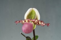 洋蘭　原種 パフィオ TA10829 TB17-92 Paph. liemianum x sib ( 'Pink Opal' x 'Imperial Jade')_画像3