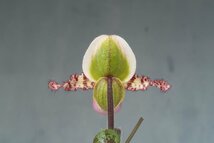 洋蘭　原種 パフィオ TA10829 TB17-92 Paph. liemianum x sib ( 'Pink Opal' x 'Imperial Jade')_画像5