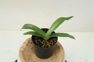 即決　洋蘭　原種　パフィオ TA10838 TB19-124 Paph. philippinense '2019-362' x self