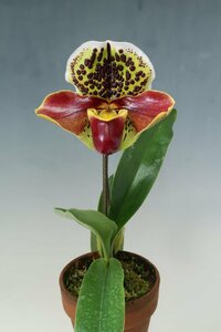 洋蘭　パフィオ TA10804 TB17-45 Paph. Thunder World x sib ('Spotted Emerald2' x 'Spotted Emerald' SM/JGP)