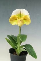 洋蘭　パフィオ TA10809 TB17-38 Paph. Sunset Star (Pacific Sunset 'Moreton Bay' x Amarillo Star 'Star Chamber')_画像1