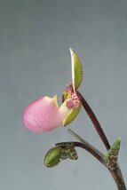 洋蘭　原種 パフィオ TA10829 TB17-92 Paph. liemianum x sib ( 'Pink Opal' x 'Imperial Jade')_画像4