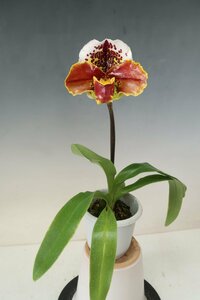 洋蘭　パフィオ TA10806 TB17-46 Paph. (Perfect World 'Tokyo' x Thunder World 'Nissho' GM/JOGA)