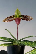 即決 洋蘭 原種 パフィオ TA10836 TB22-43 Paph. sukhakulii x sib ( 'Crazy Jack' x 'Super Volt' SM/JOGA)_画像8