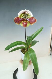 洋蘭　パフィオ TA10823 VS18-17 Paph. Majestic World x sib ('Penn Valley' x 'Sumida' SSM/JOGA)