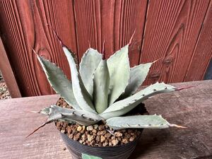 9.アガベ パリー トランカータ Agave parryi var. truncata 実生