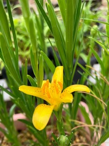 【！今回限りの出品！】山野草　黄花ヒメユリ　球根