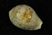 ハワイダカラ　17.3mm 　激レア　タカラガイ　貝標本　貝殻_画像1
