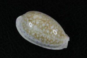 スソムラサキダカラ　43.2mm 　大　タカラガイ　貝標本　貝殻