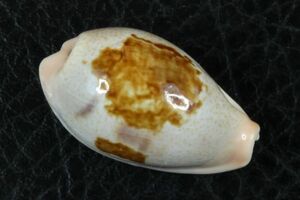 セモンシロナツメダカラ　26.9mm 　タカラガイ　貝標本　貝殻