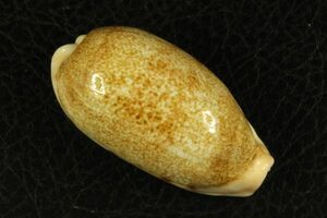 カバフダカラ　49.5mm 大　タカラガイ　貝標本　貝殻