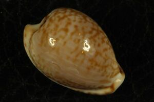マイクハートダカラ　18mm 　タカラガイ　貝標本　貝殻
