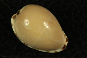 ゴウシュウダカラ　26.8mm 　タカラガイ　貝標本　貝殻