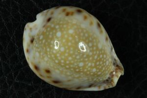 コガタラマルクダカラ　29.2mm 　タカラガイ　貝標本　貝殻