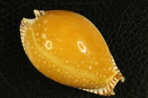 ホンクロユリダカラ　56.3mm 　タカラガイ　貝標本　貝殻