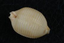 チリメンダカラ　22.2mm 　タカラガイ　貝標本　貝殻_画像1