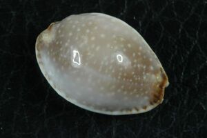 アンナシボリダカラ　18.3mm 　タカラガイ　貝標本　貝殻