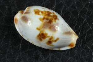 コウカイダカラ　20.6mm 　タカラガイ　貝標本　貝殻