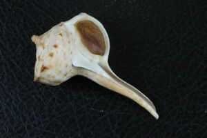 オオシモトボラ 64.1㎜ 　タカラガイ　貝標本　貝殻