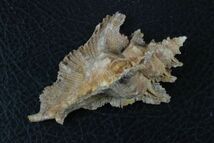 サギノハヨウラク　73.8㎜ 　タカラガイ　貝標本　貝殻_画像4